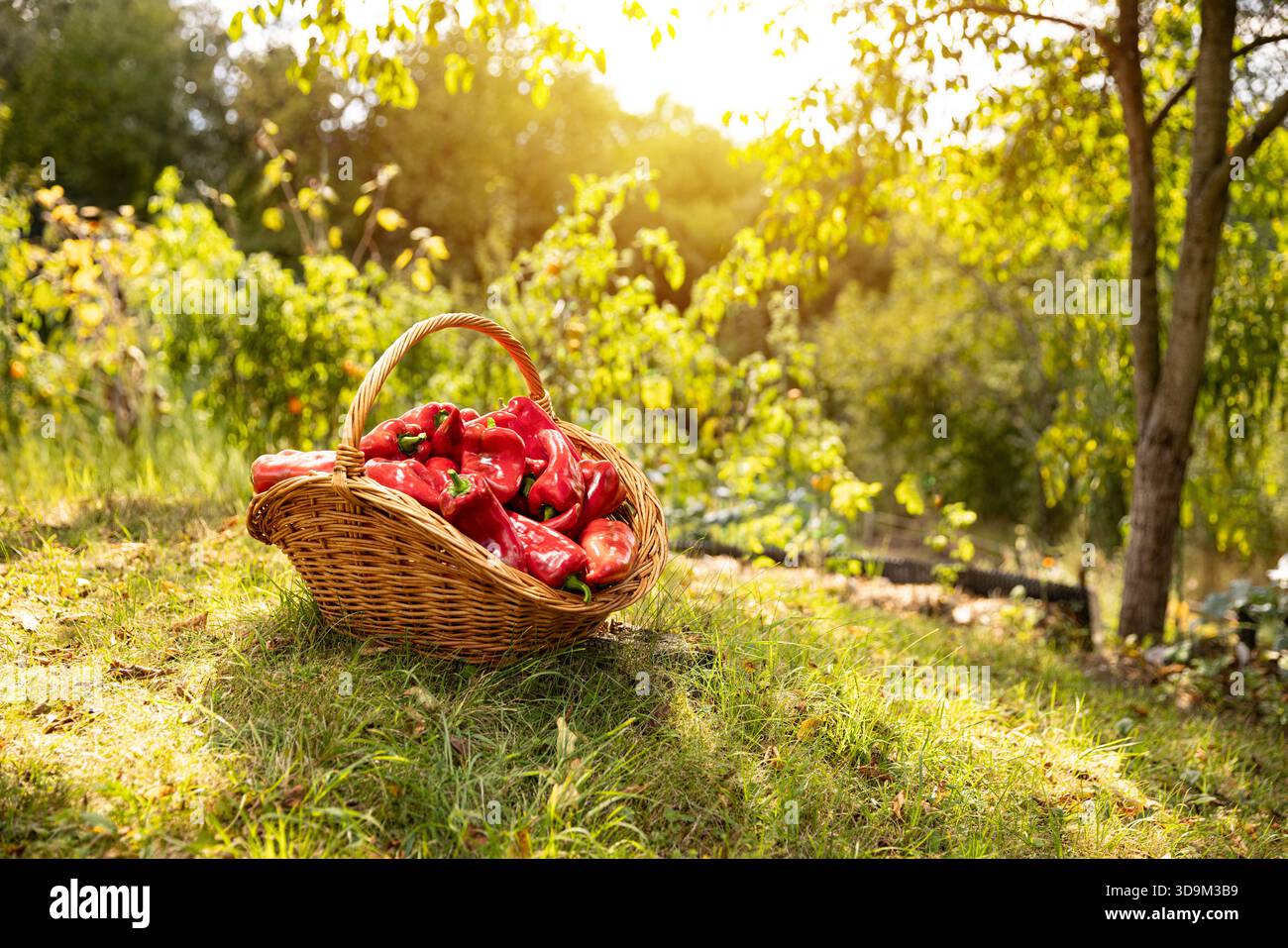 Korb gefüllt mit süßen Bio-Paprika im sonnigen Garten Stockfoto