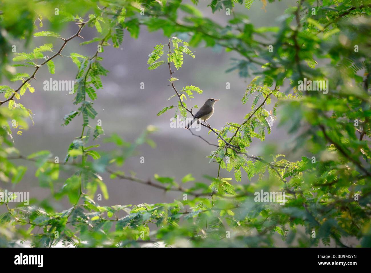 Vogel in einem natürlichen Rahmen aus grünen Blättern Stockfoto
