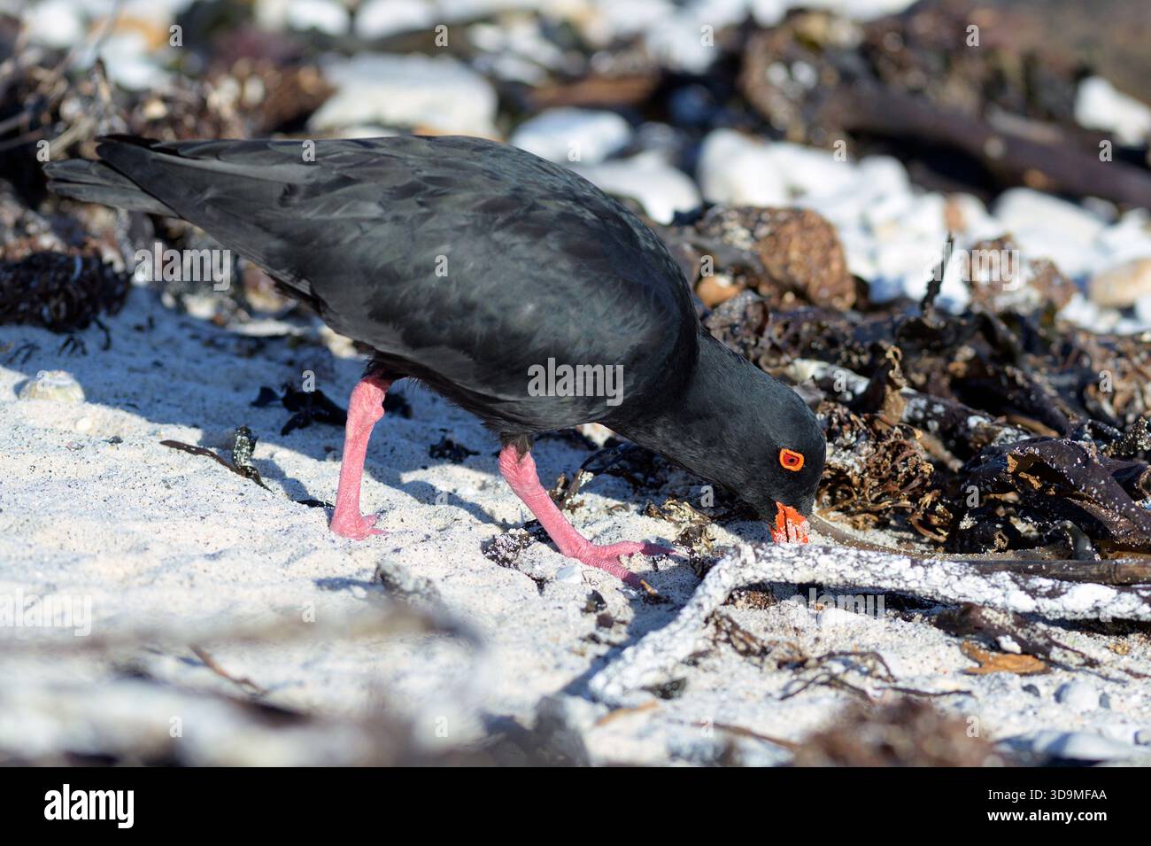 Afrikanischer Fischfänger (Haematopus moquini) Fütterung. Foto vom Naturreservat Stony Point, Kap, Südafrika. Stockfoto