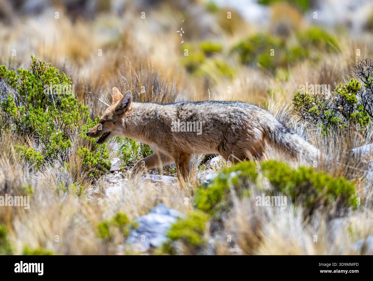 Ein Andenfuchs oder Culpeo (Lycalopex culpaeus) in seinem natürlichen Lebensraum. Jujuy, Argentinien. Stockfoto