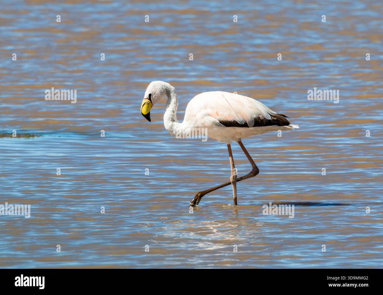 Ein James's Flamingo (Phoenicoparrus jamesi) auf der Suche in einem See. Jujuy, Argentinien. Stockfoto