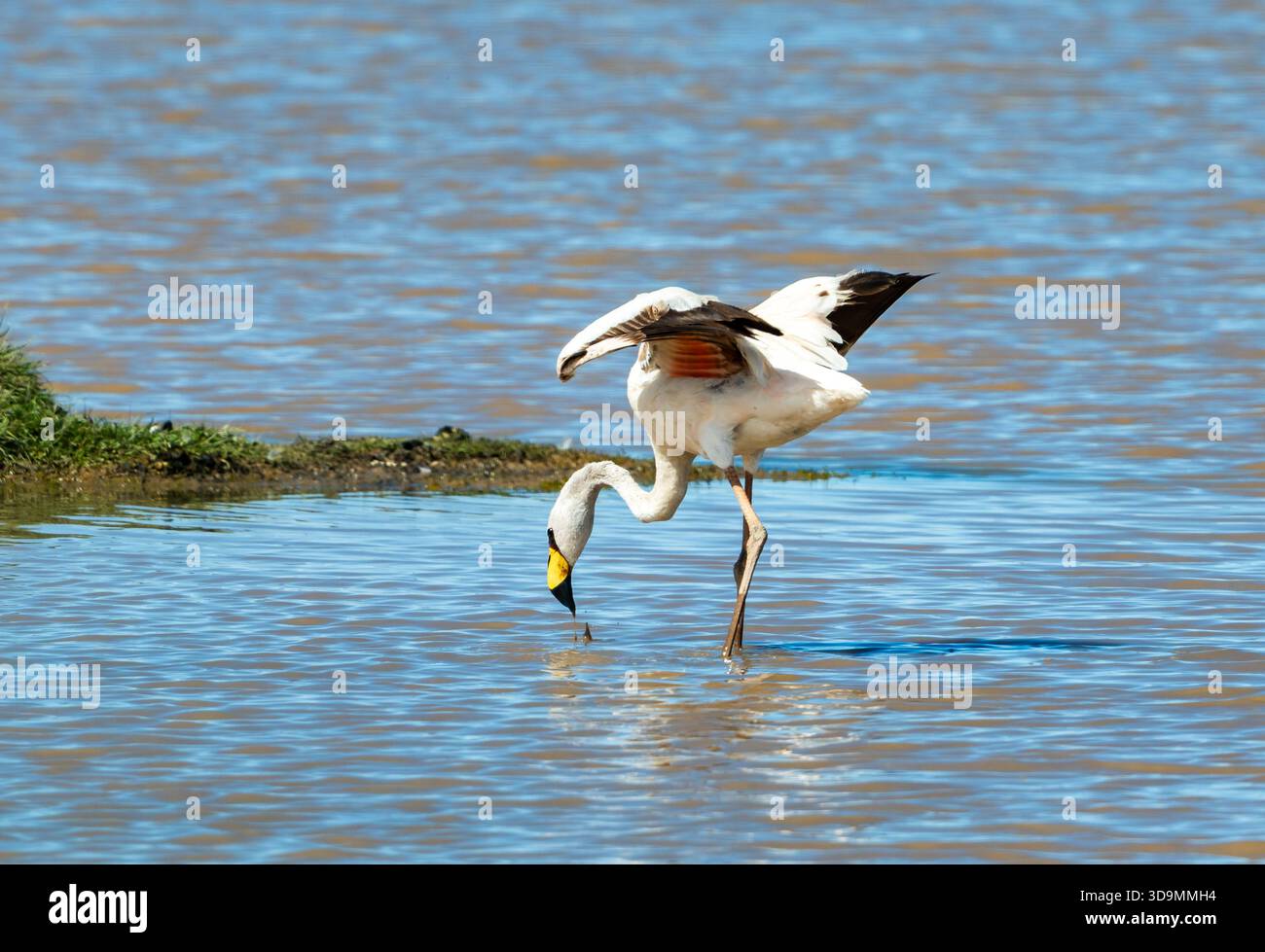 Ein James's Flamingo (Phoenicoparrus jamesi) auf der Suche in einem See. Jujuy, Argentinien. Stockfoto