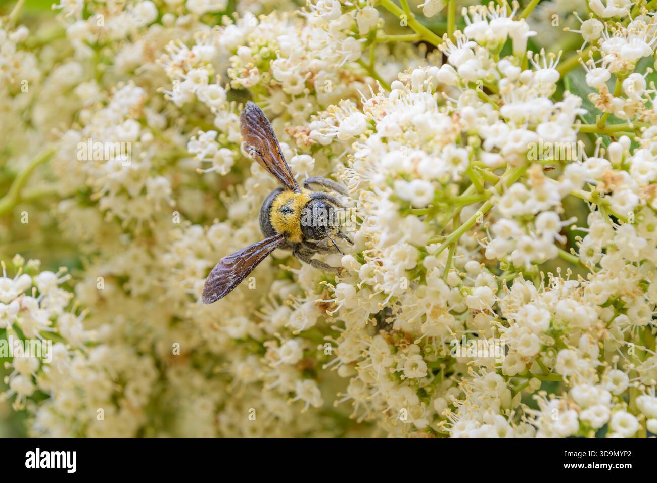 Große Zimmerbiene sammelt Nektaren aus kleinen weißen Blüten in einem Sommergarten Stockfoto