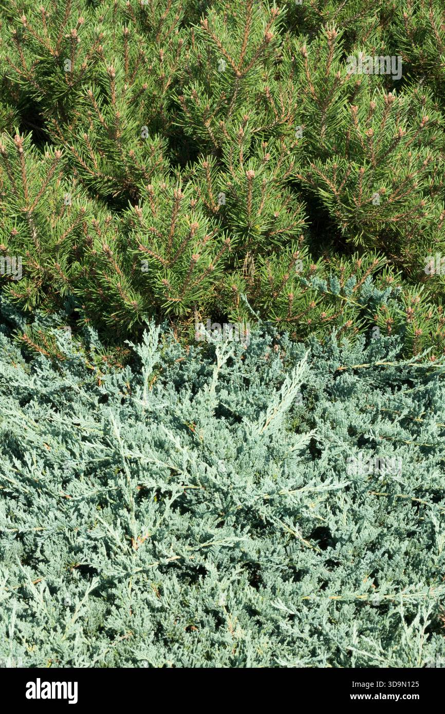 Blauer Teppich Wacholder Juniperus horizontalis „Wiltonii“ Pinus sylvestris „Longmoore“ Stockfoto