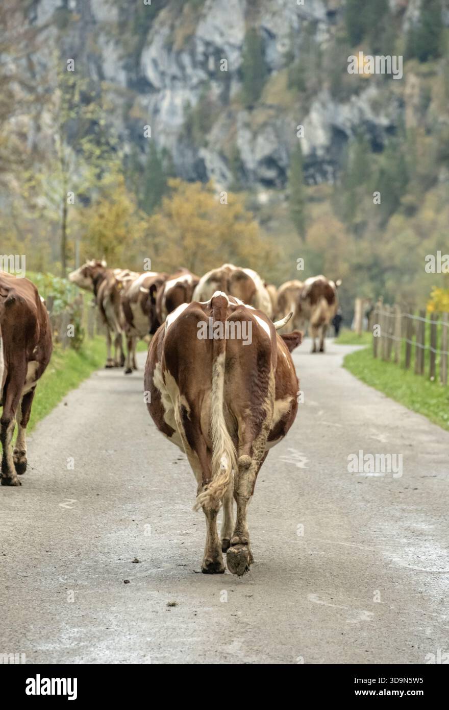 Eine Herde Kühe Geht Zurück Zur Scheune Zum Melken Im Lauterbrunnental Stockfoto