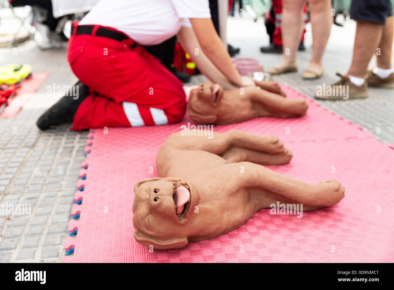 Professionelle erste-Hilfe-Trainer demonstrieren die grundlegenden PET-HLW- und Notfall-Reanimationstechniken an realistischen Hundeübungspuppen während einer Stockfoto