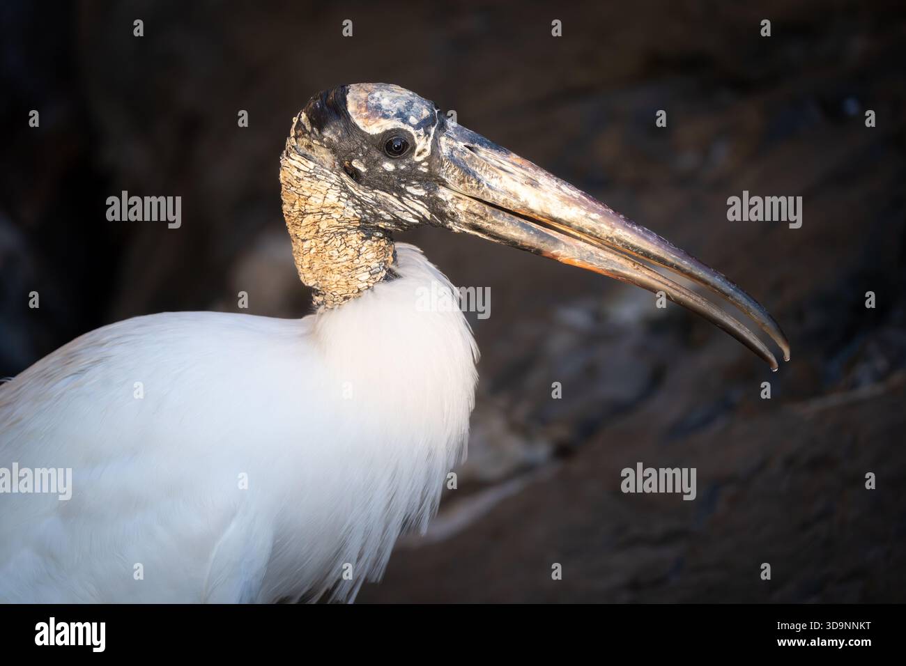 Ein Holzstorch fängt die untergehende Sonne um eines der vielen Gewässer in Orlando, Florida. Stockfoto