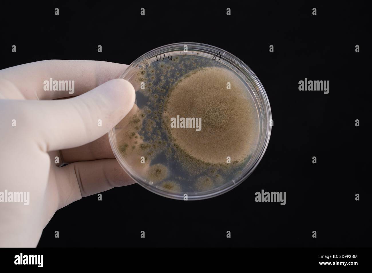 Asymmetrisches Wachstum von Filamentpilzkulturen in Petrischale: Eine Umwelt- und Industriemykologische Studie. Stockfoto