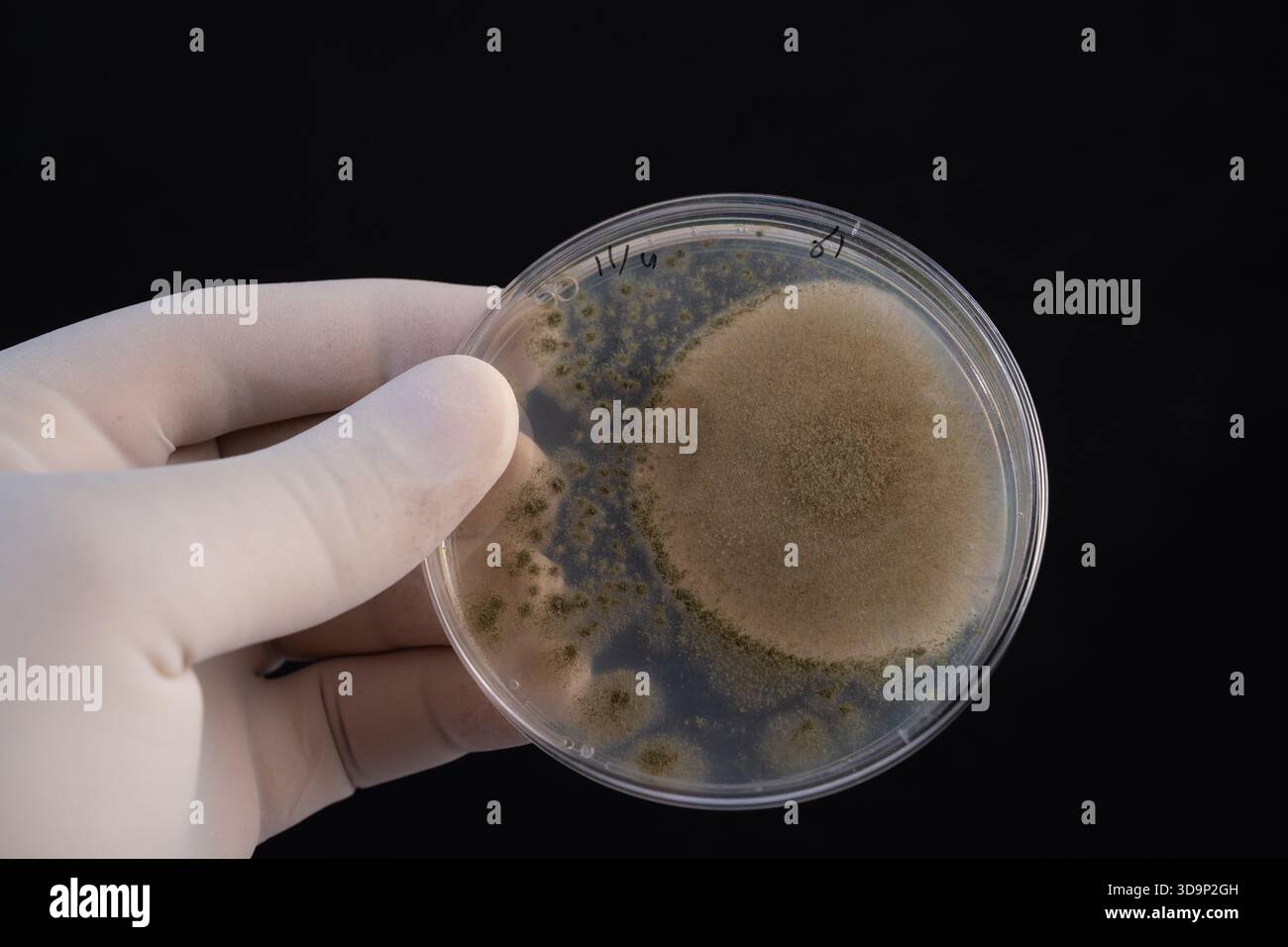 Asymmetrisches Wachstum von Filamentpilzkulturen in Petrischale: Eine Umwelt- und Industriemykologische Studie. Stockfoto