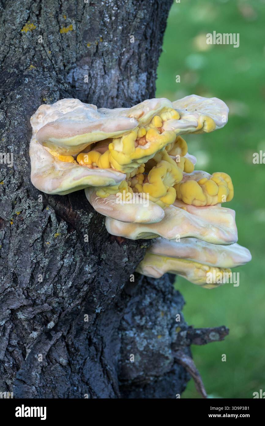 Huhn of the Woods Pilz Laetiporus sulphureus Creme farbige helle Orange Pilz Polypore wächst auf Kirschbaumstamm Sommer August Stockfoto