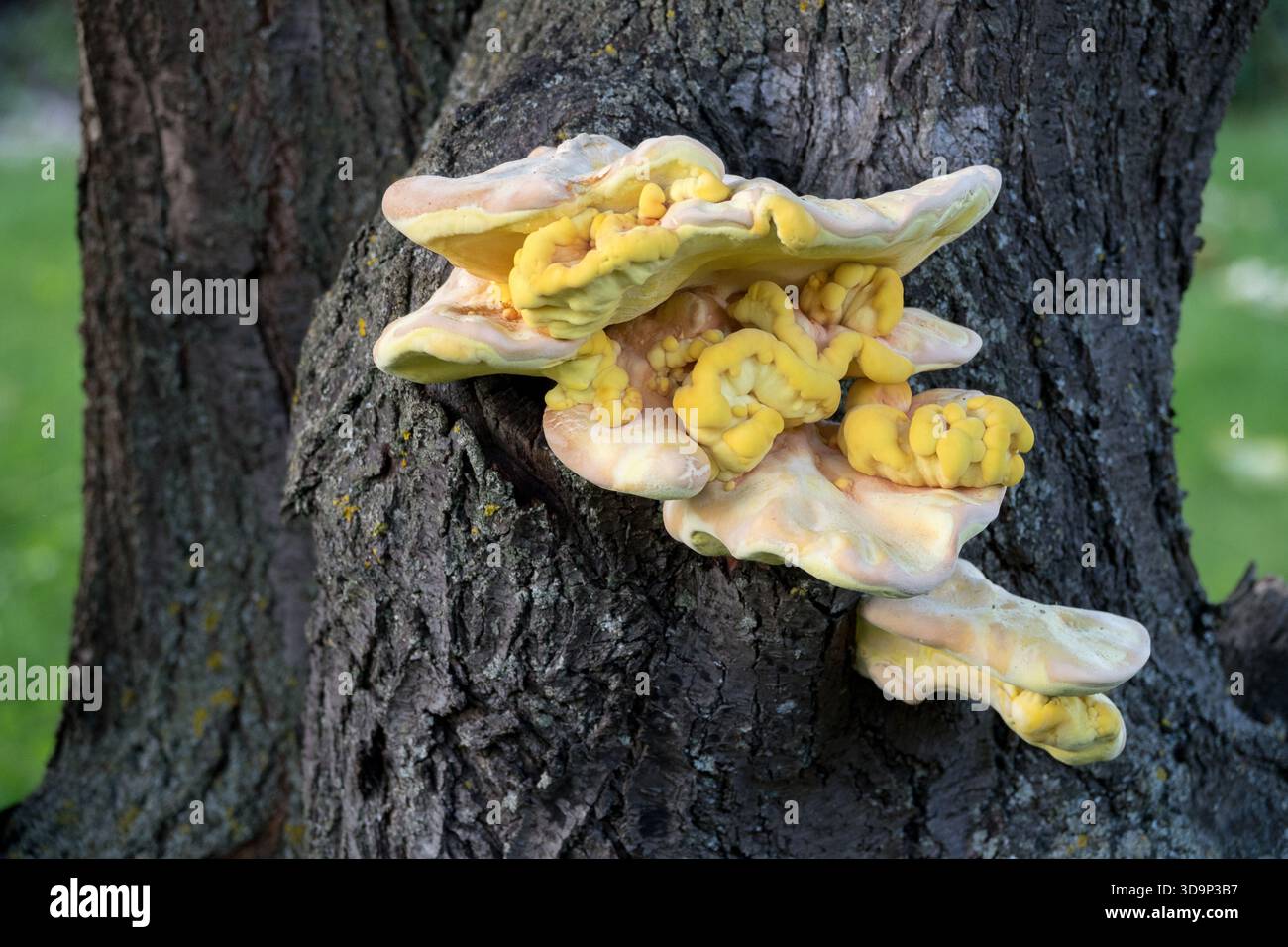 Huhn des Waldpilzes Laetiporus sulphureus Stockfoto