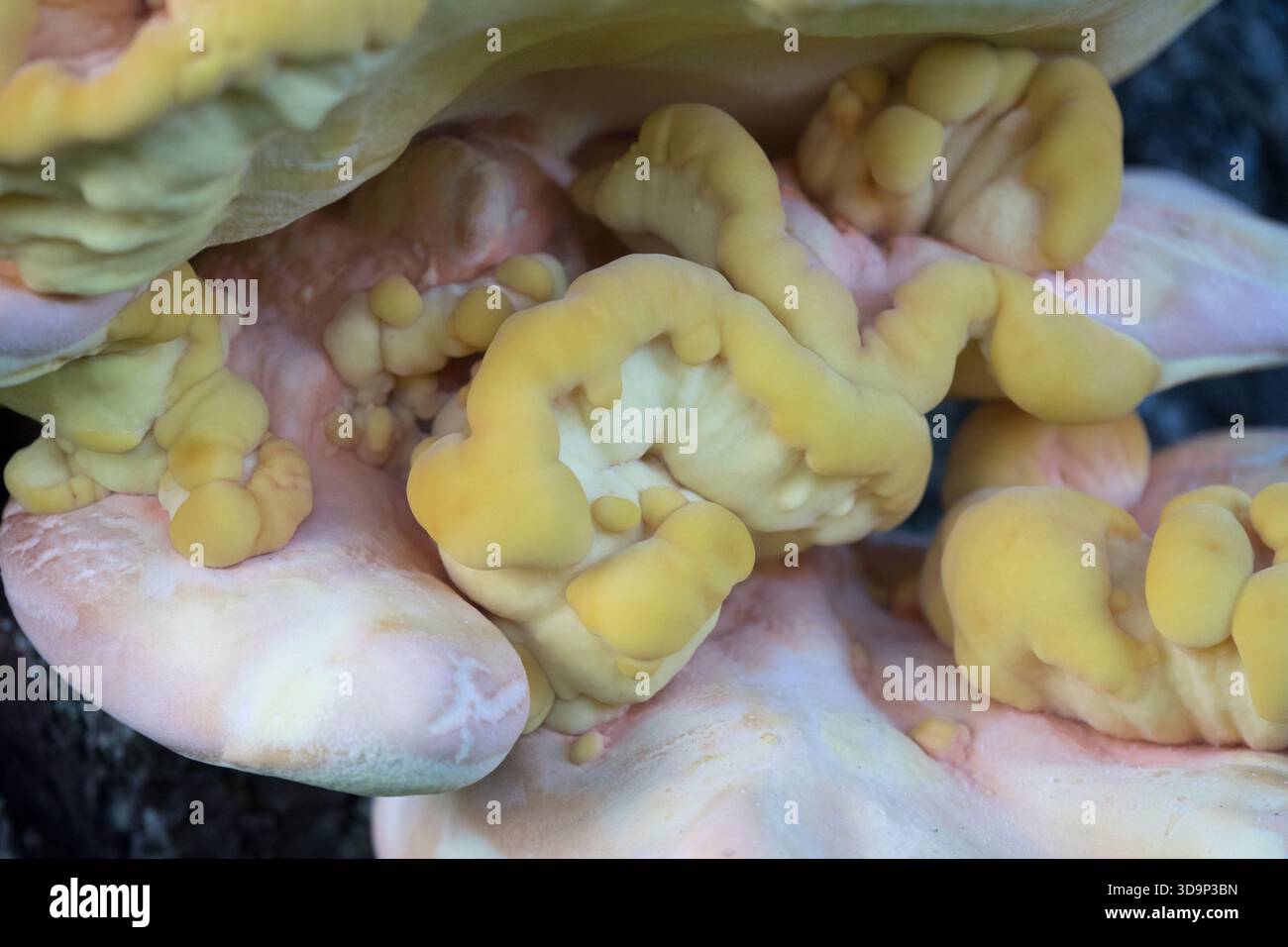 Waldpilz Laetiporus sulphureus Close Up Texture Pattern Stockfoto