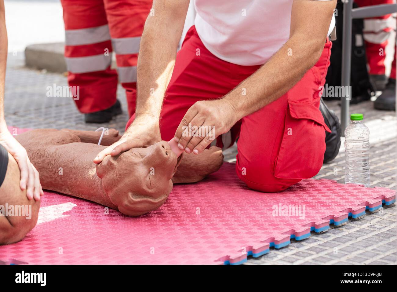 Ein Tierarzt oder erste-Hilfe-Lehrer demonstriert während eines Notfallkurses im Freien die HLW an einer Hundeausbilderpuppe, die das Tier veranschaulicht Stockfoto