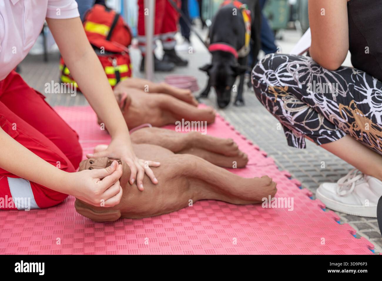 Ein Tierarzt oder erste-Hilfe-Lehrer demonstriert während eines Notfallkurses im Freien die HLW an einer Hundeausbilderpuppe, die das Tier veranschaulicht Stockfoto