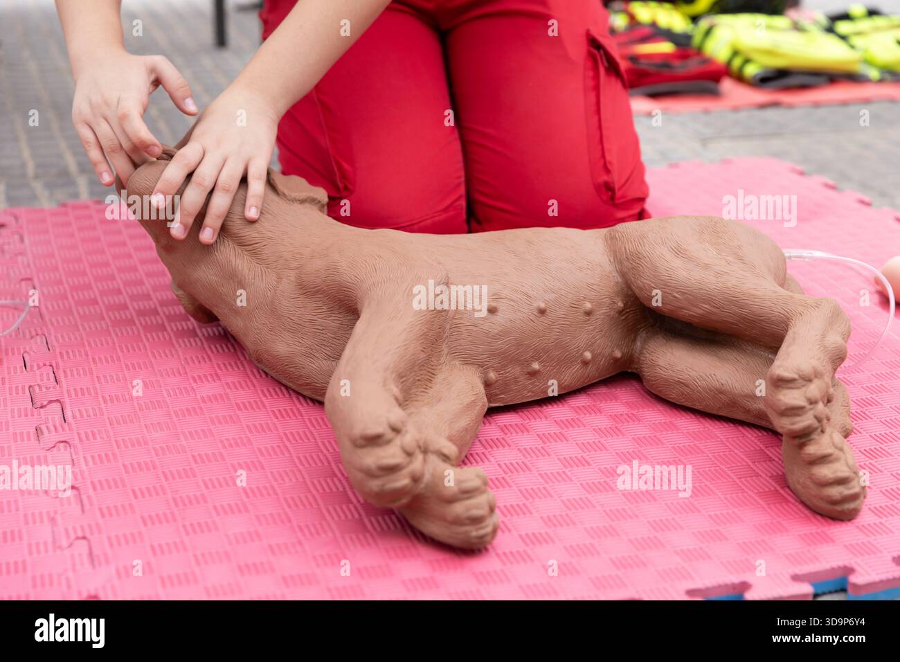 Ein Tierarzt oder erste-Hilfe-Lehrer demonstriert während eines Notfallkurses im Freien die HLW an einer Hundeausbilderpuppe, die das Tier veranschaulicht Stockfoto