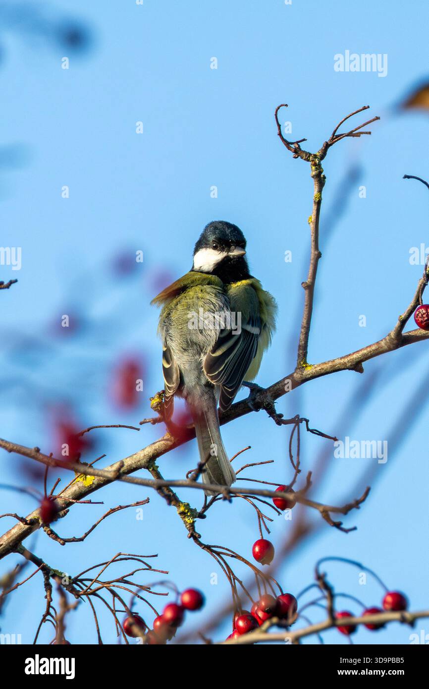 Ausgewachsener europäischer Grünfink mit hellgrünem und gelbem Gefieder ernährt sich hauptsächlich von Samen, die in den National Botanic Gardens, Dublin, Irland, aufgenommen wurden Stockfoto