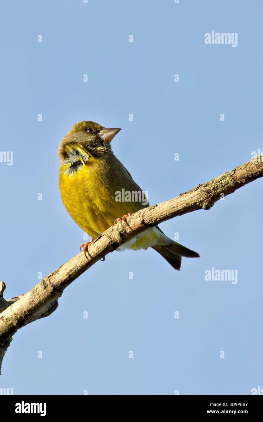 Ausgewachsener europäischer Grünfink mit hellgrünem und gelbem Gefieder ernährt sich hauptsächlich von Samen, die in den National Botanic Gardens, Dublin, Irland, aufgenommen wurden Stockfoto