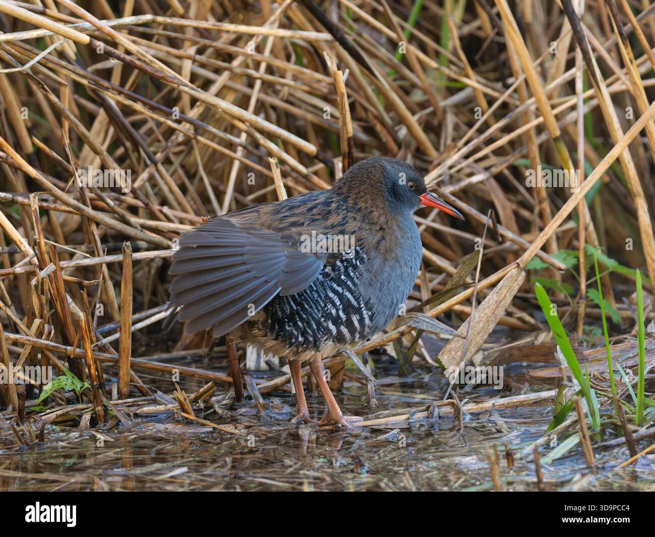 Water Rail [ Rallus Aquaticus] in Gloucestershire Großbritannien Stockfoto
