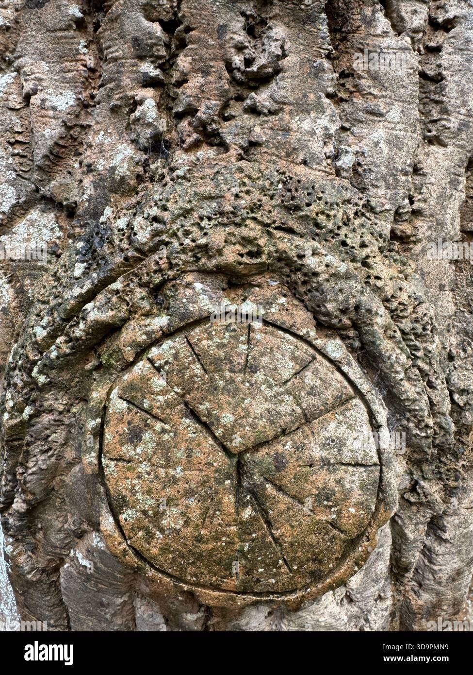 Nahaufnahme eines dunklen organischen Baumwachstums mit strukturierter Rinde und natürlicher Formgebung - Smartphone-aufgenommenes Stockfoto