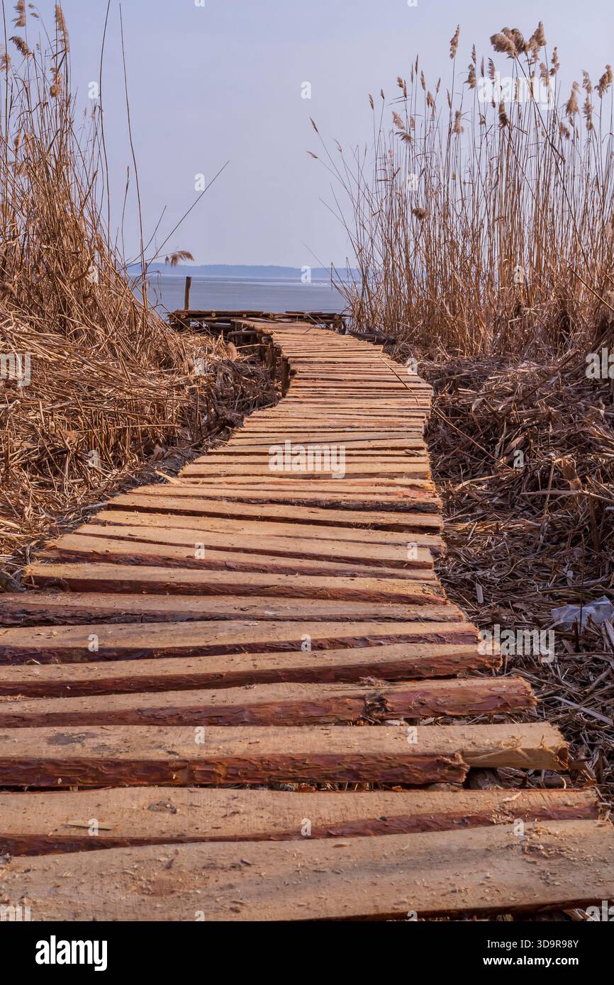 Hölzerne Promenade führt durch trockenes Schilf zu einem ruhigen Seeufer, wo Sie die rustikale Natur und die friedliche saisonale Feuchtlandschaft einfangen. Stockfoto
