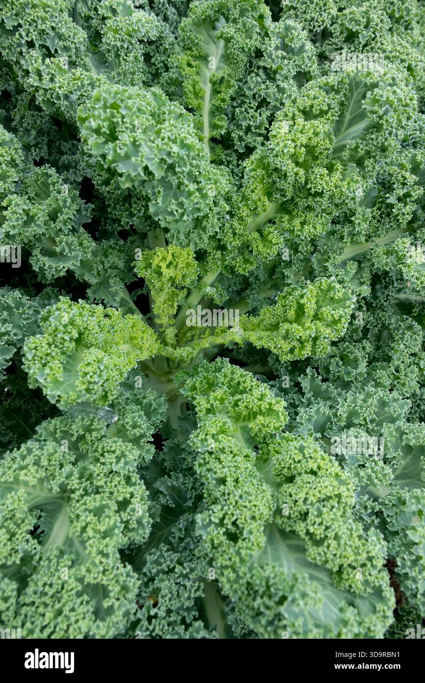 Curly Grünkohl, Brassica oleracea Curly Grünkohl, Curly Laub Gemüsegarten Stockfoto