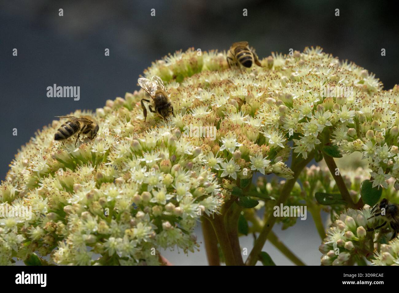 Sedum Stonecrop, Bienen auf der Blume Stockfoto
