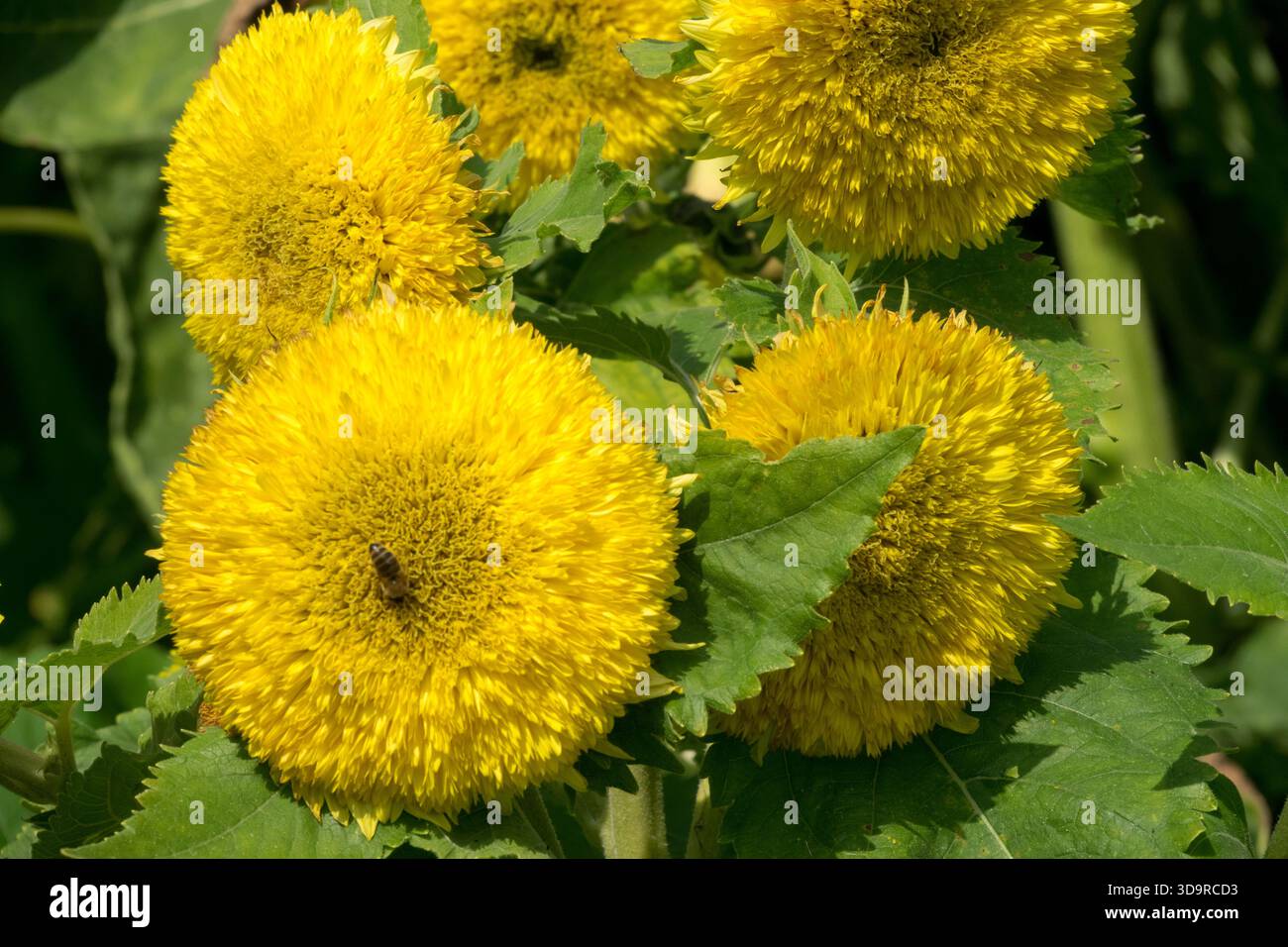 Sonnenblume 'Teddybär' Helianthus annuus Stockfoto