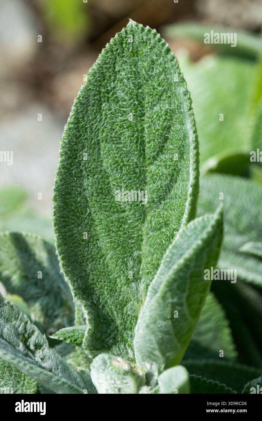 Lambs Ears Stachys byzantina Leaf „Big Ears“ Stockfoto