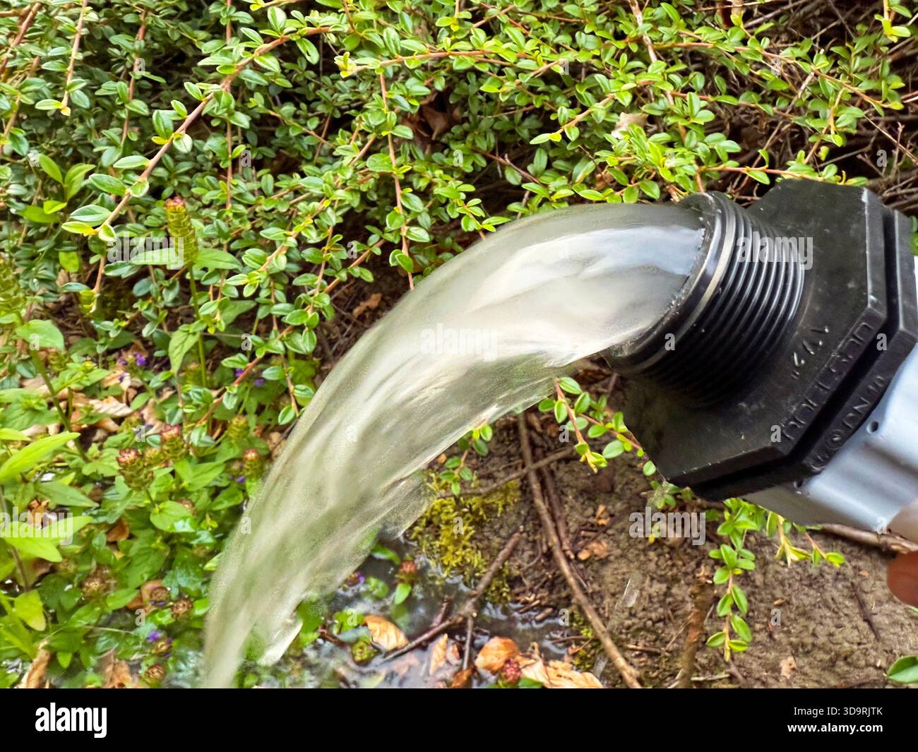 Ein Löschschlauch sprüht aktiv Wasser auf grüne Büsche. Der Schlauch ist angeschlossen und leitet einen starken Strahl von der Rückspülung eines Reinigungssandfiltersystems ab Stockfoto