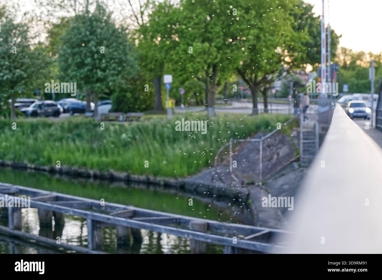Leichte Löwenzahnsamen schweben durch die Luft und treiben von einer Brücke, auf der Autos fahren und Fußgänger laufen. Der zarte Flusen bewegt sich sanft im warmen Raum Stockfoto