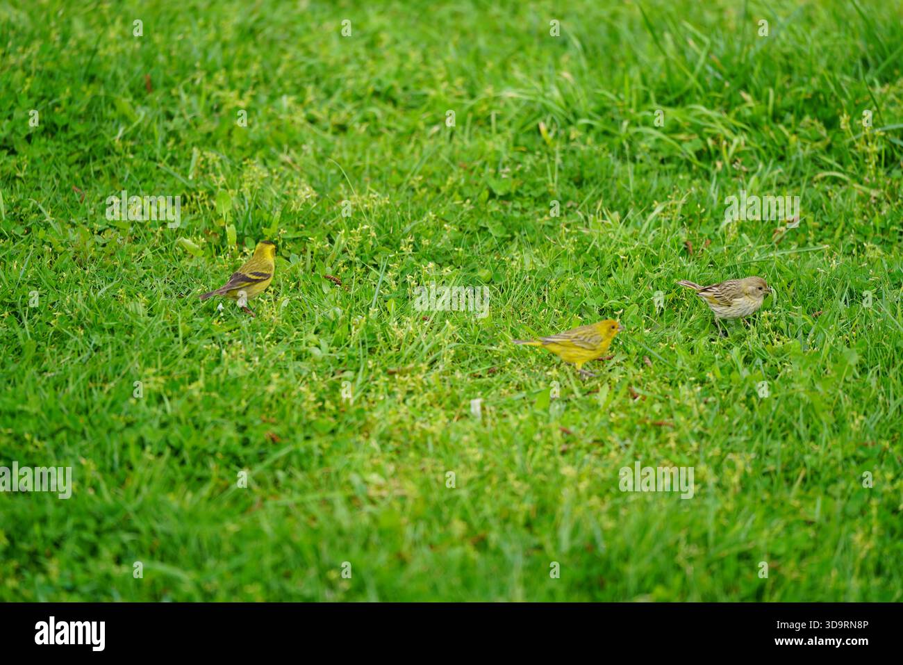 Chirihues buscando semillas en un parque Stockfoto