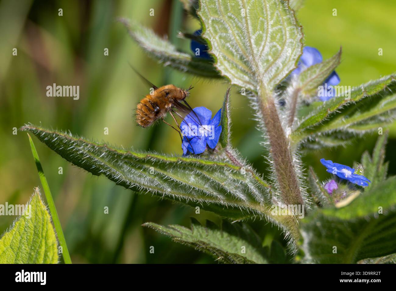 Dunkelkantige Bienenenfliege (Bombylius Major), die sich von den Blüten der Grünen Alkanet (Pentaglottis sempervirens) an der Dapdune Wharf auf Guildford ernährt Stockfoto