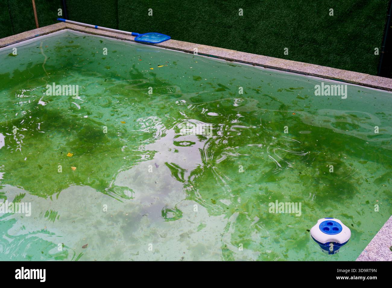 In einem Becken befindet sich grünes Wasser mit Blättern und Algen, die Oberfläche zeigt Trümmer und Dunst, die Wände sind von der Zeit verfärbt, ein Skimmer-Netz wartet am Rand, Rea Stockfoto