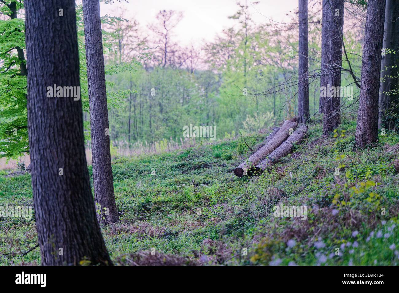 In einem grünen Wald wurden mehrere Kiefern geschnitten, die Stämme liegen in einer rauen Linie auf dem Gras, blasses Holz zeigt sich an den Enden, Äste streuen Nadeln herum Stockfoto
