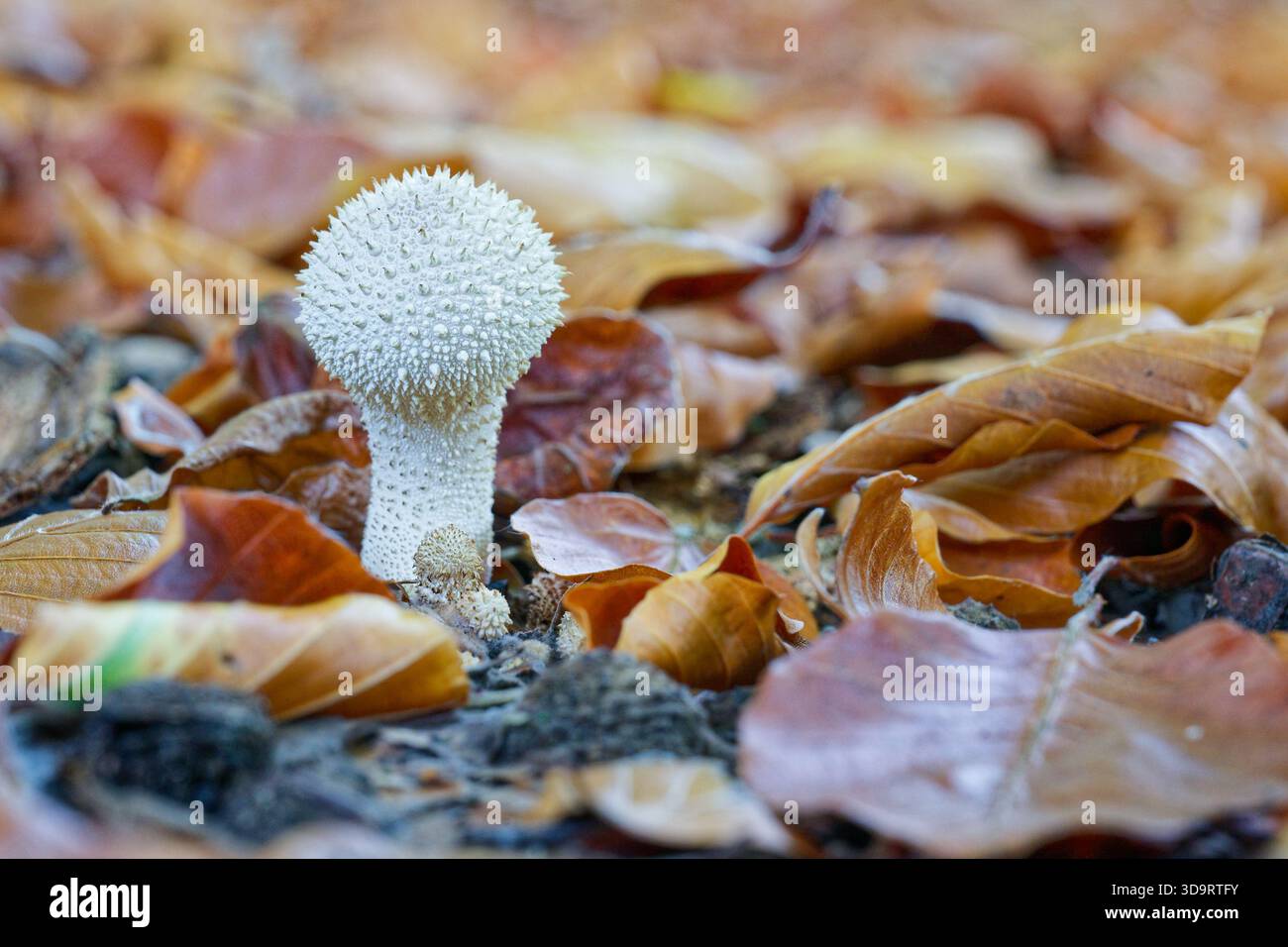 Kurze weiße Stacheln bedecken die Fruchtkörper wie weiches Fell, die hellen Büschel sitzen auf lebhaftem Moos und die aufgeräumten Formen verwandeln einen kleinen Waldstreifen Stockfoto