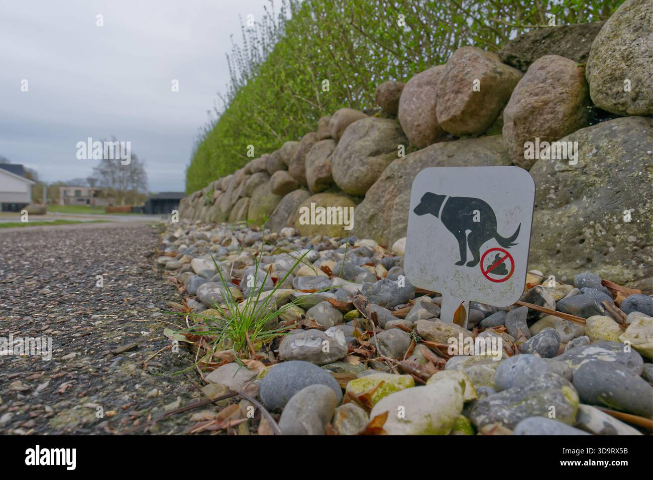 Nahaufnahme eines "No Dog Waste"-Schildes auf einem Kiesweg neben einer Steinmauer. Das Schild zeigt die Silhouette eines Hundes, der mit einem Verbotssymbol abfault. T Stockfoto