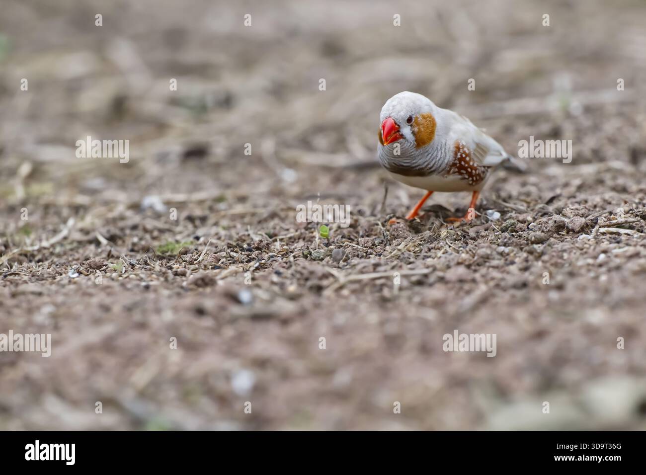 Ein kleiner Vogel mit einem markanten roten Schnabel und orange-braunen Markierungen im Gesicht, der in einer natürlichen Umgebung auf dem Boden spaziert. Der Hintergrund ist verschwommen, Stockfoto