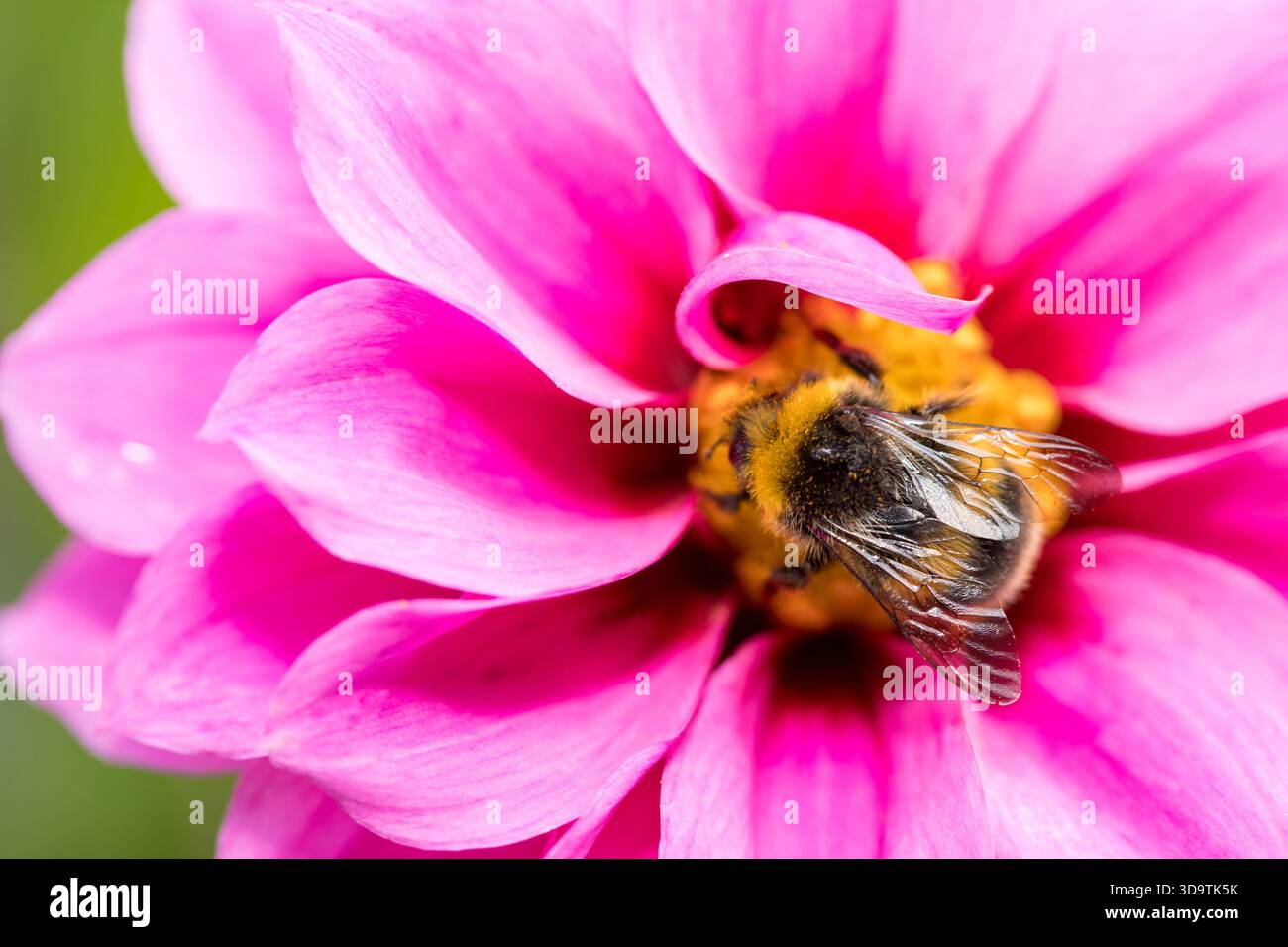 Flauschige Hummel sammelt Nektar aus rosa Blume Nahaufnahme Natur Hintergrund des Sommers Stockfoto