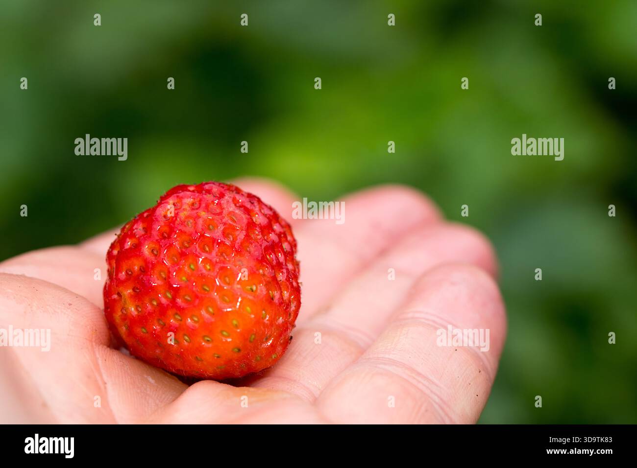Reife rote Erdbeere in der Hand und verschwommener Hintergrund hinter dem Text Stockfoto