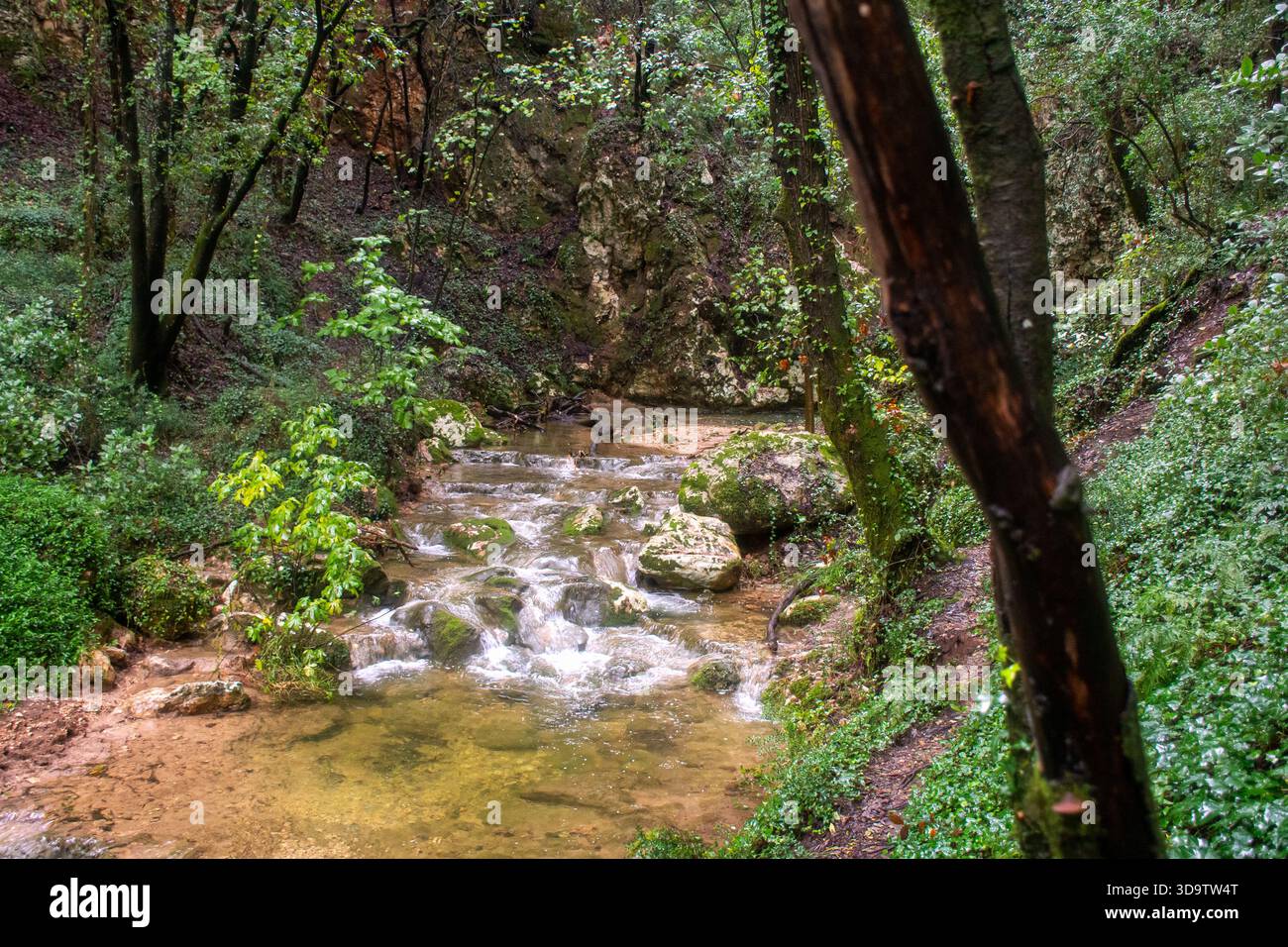 Friedlicher Waldstrom, der über moosbedeckte Felsen fließt: Flaches, klares Wasser, das im frühen Herbstlicht durch einen Laubwald fließt. Stockfoto