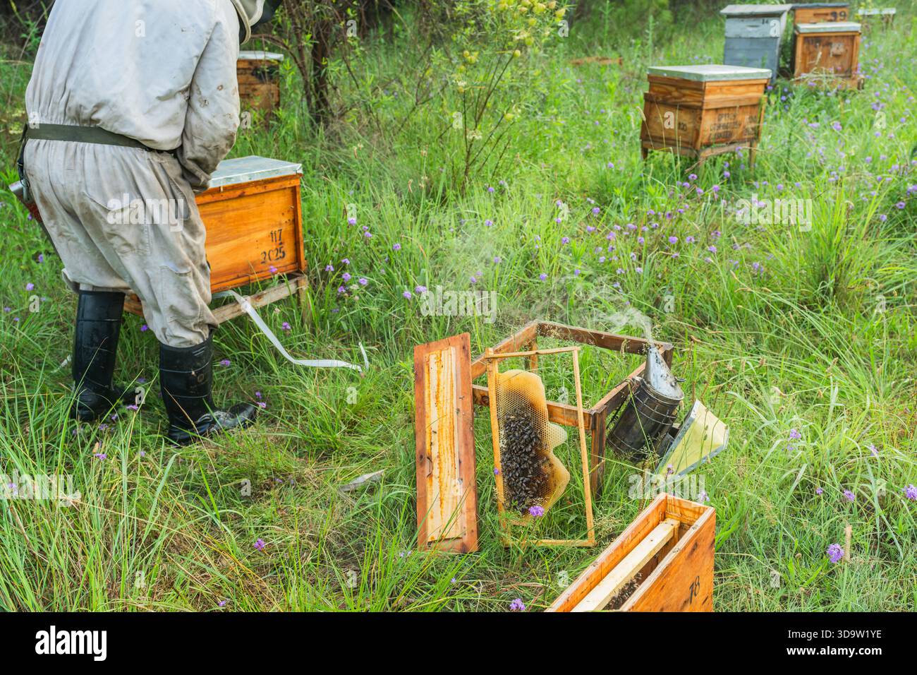 Rahmen mit Bienen und Bienenwachs auf grünem Gras neben einem Bienenraucher, während ein Imker in Schutzkleidung im Hintergrund arbeitet Stockfoto