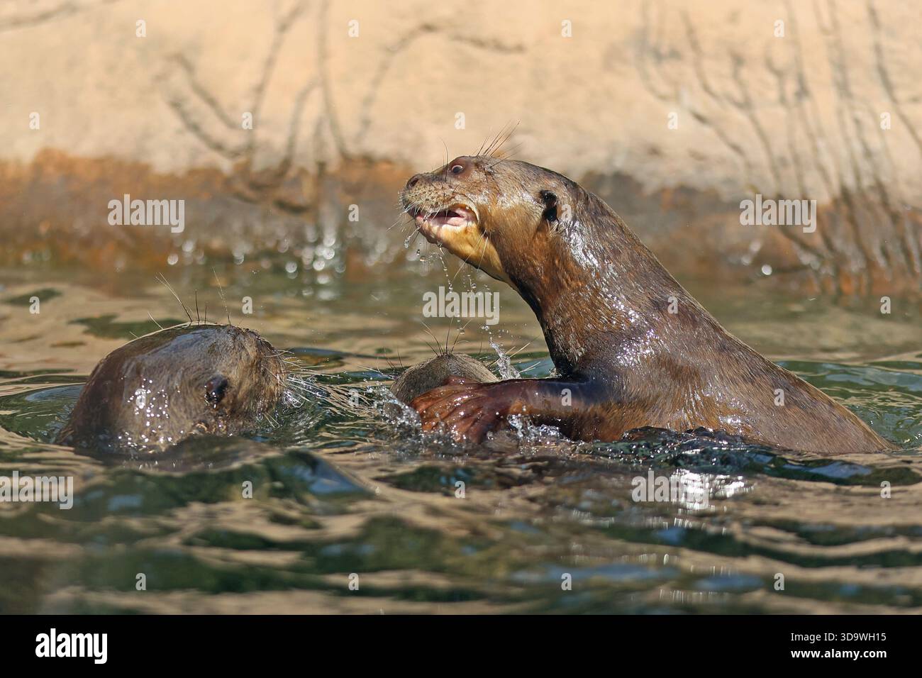 Riesenotter spielen im Wasser im Budapester Zoo in Budapest, Ungarn Stockfoto