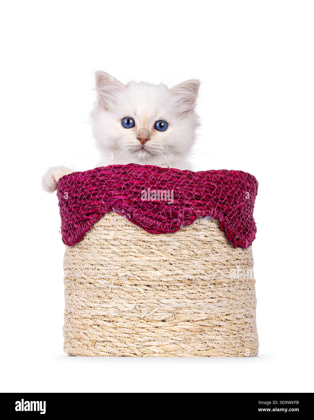 Niedliches rotes, spitzes heiliges Birman-Katzenkätzchen, sitzt in einem Blumentopf mit eisähnlichem Rand. Direkt in die Kamera blicken, mit speziellen blauen Augen. I Stockfoto