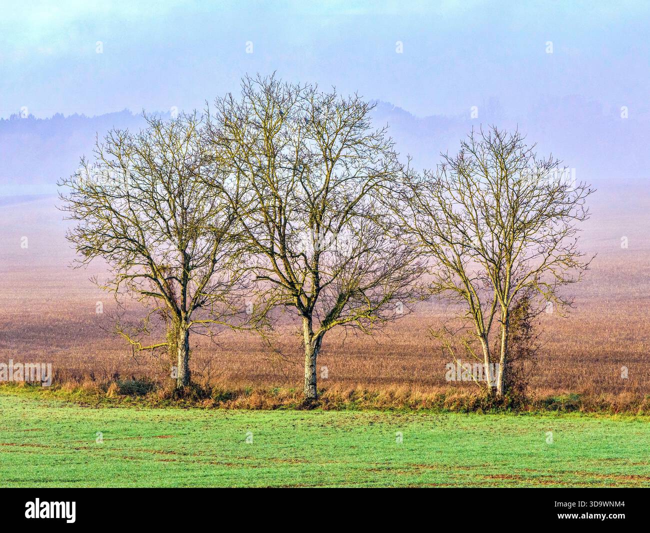 Drei Bäume an einem nebeligen Wintermorgen - Zentralfrankreich. Stockfoto