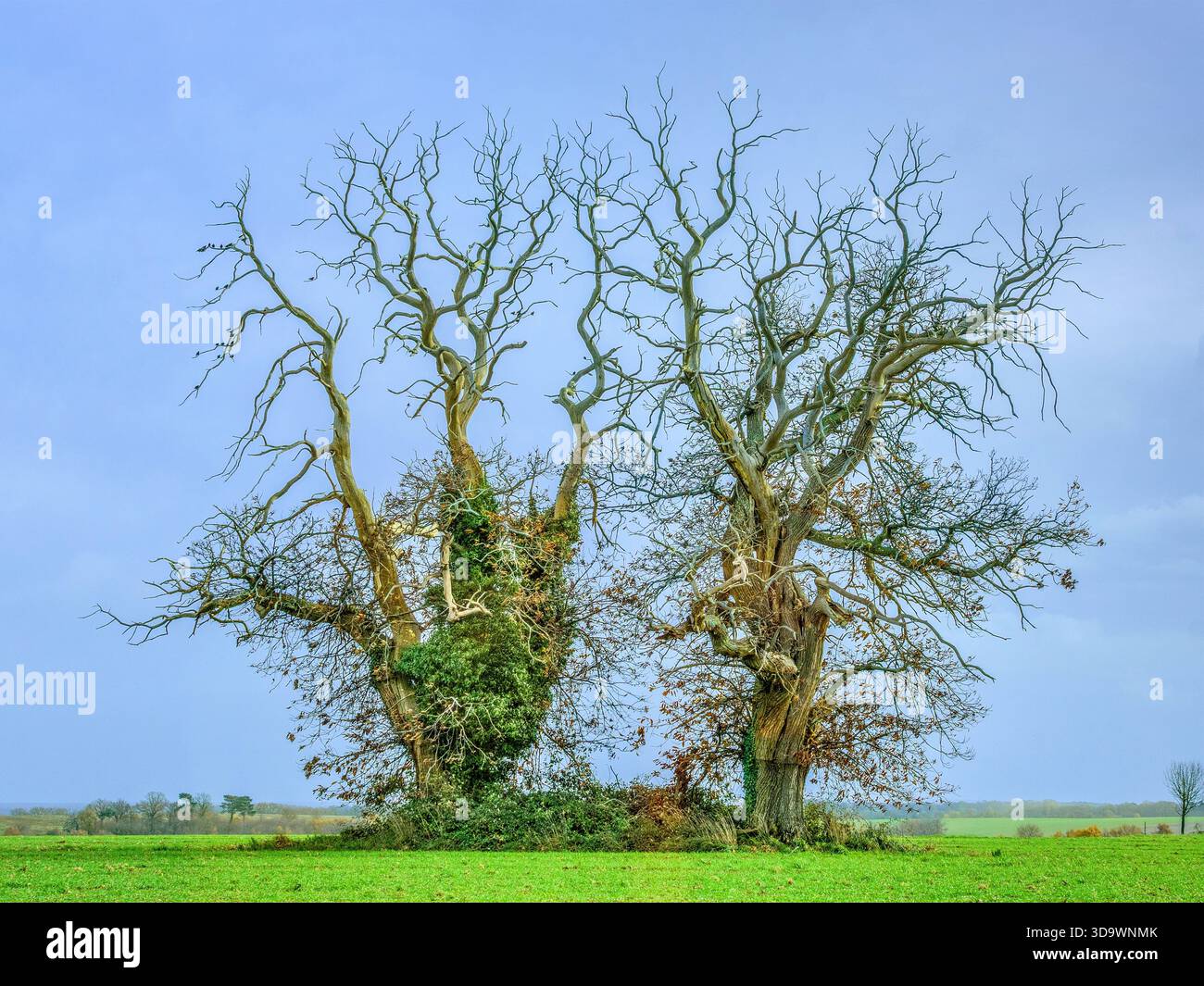 Zwei alte kranke süße Kastanienbäume (Castanea sativa) - Zentralfrankreich. Stockfoto