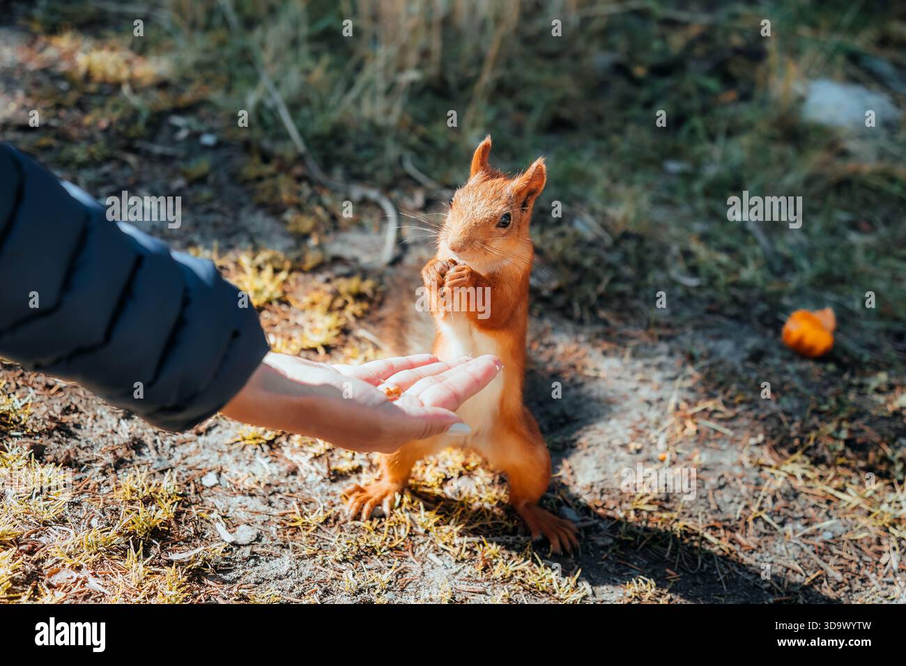 Das rote Eichhörnchen isst Nuss aus der menschlichen Hand im Wald bei Tageslicht Stockfoto