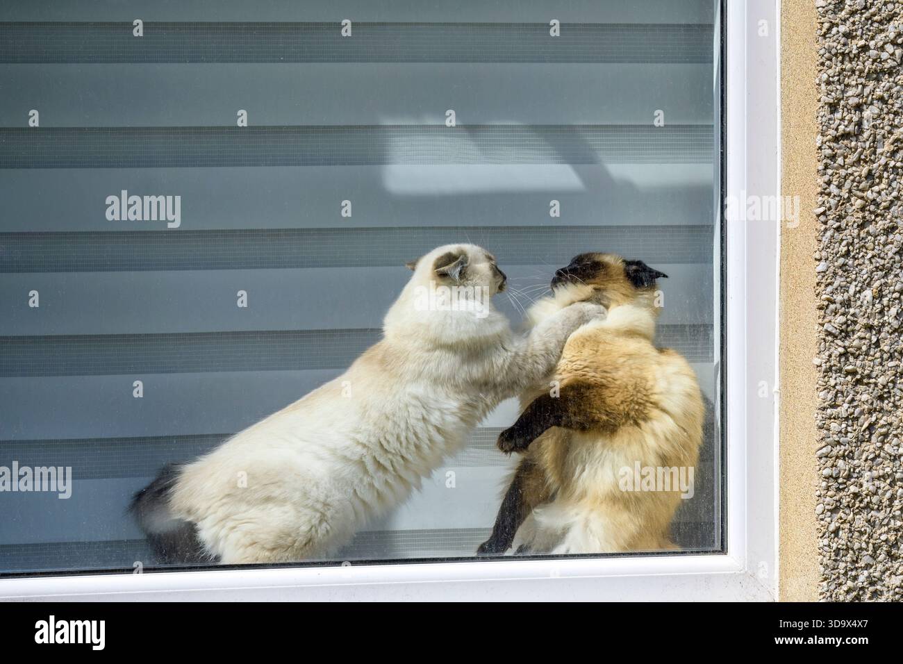Zwei Katzen kämpfen in einem Hausfenster, UK Stockfoto