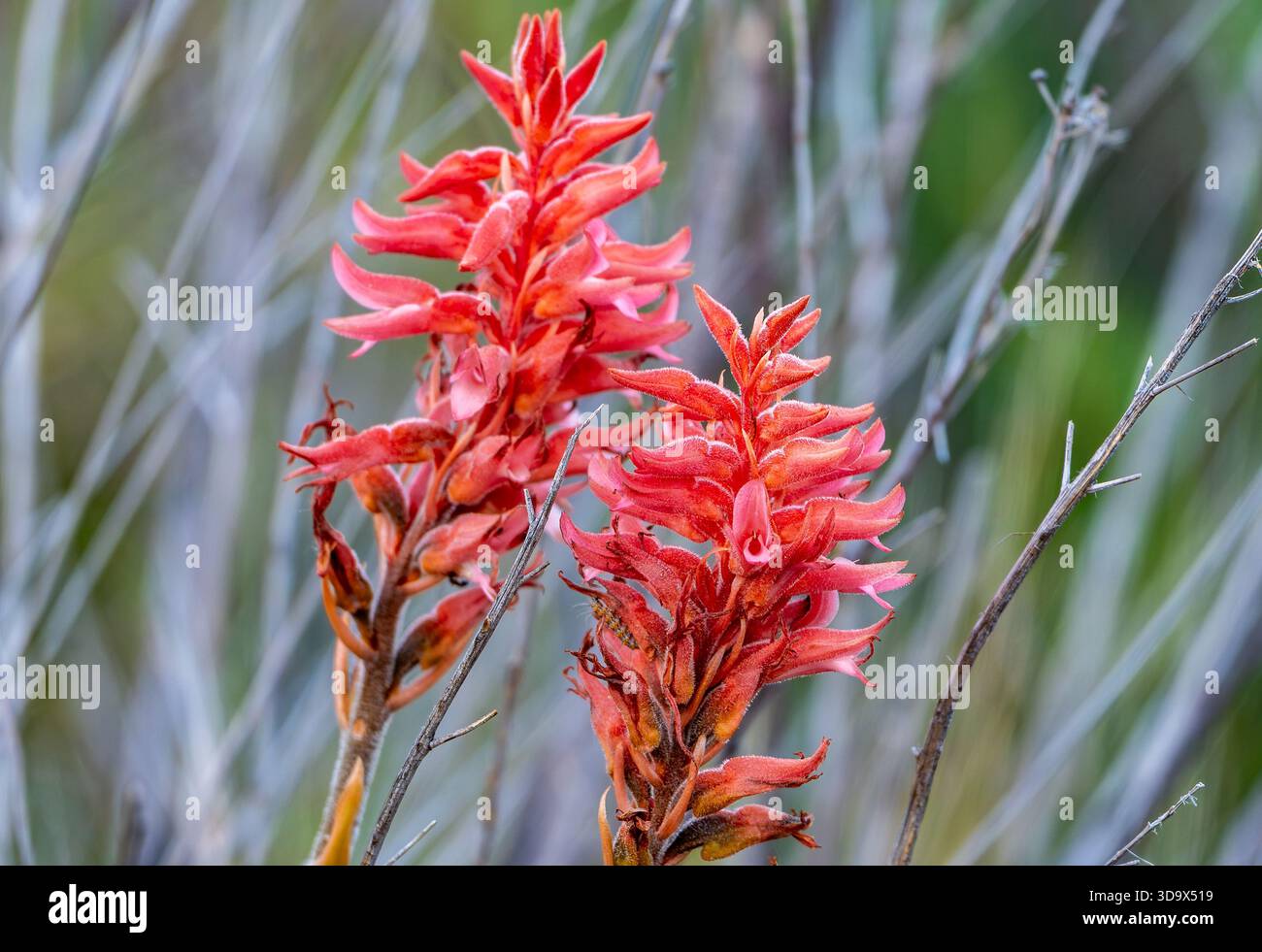 Rosafarbene Blüten der Blattlosen schnabellosen Orchidee (Sacoila lanceolata) in voller Blüte. Cordoba, Argentinien. Stockfoto