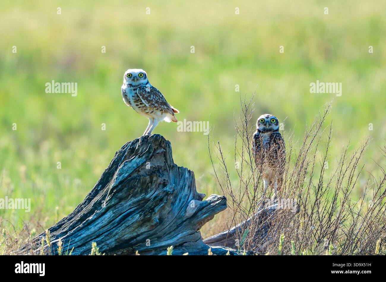 Ein Paar Eulen (Athene cunicularia), die auf einem Baumstumpf stehen. Cordoba, Argentinien. Stockfoto