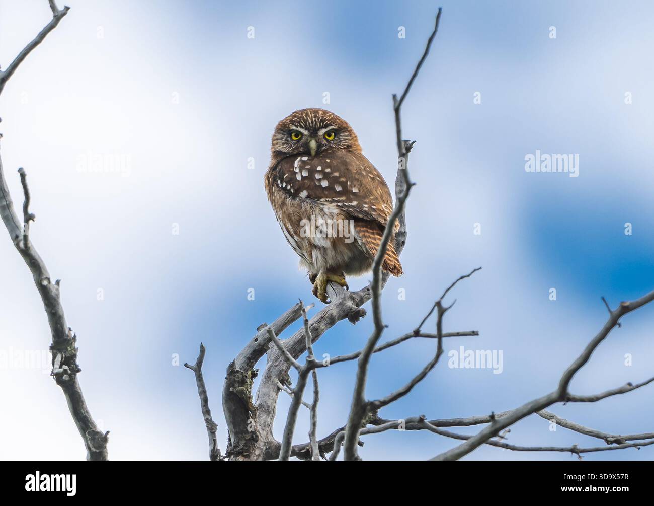 Eine Austral Pygmäe (Glaucidium nana), die auf einem Ast thront. Santa Cruz, Argentinien. Stockfoto